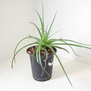 アロエ パルブラ,多肉植物,観葉植物,グリーンインテリア,成長記録の画像