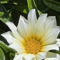 ガザニア,今日も元気で,今日も笑顔で♡,煌めきの金曜日,花を通じて愛と平和をの画像