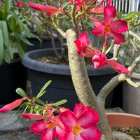 アデニウム,花のある暮らし,おうち園芸,金曜日の蕾たち,庭の画像