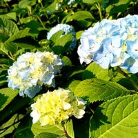 ハス,紫陽花,紫陽花,ヤブジラミ,田植え直後の画像
