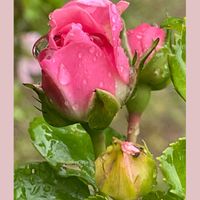 ハツユキカズラ,バラ,花のある暮らし,お花大好き♡,ピンクワールドへ ようこその画像
