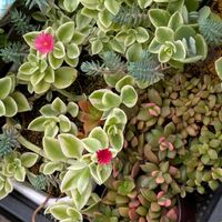 ハオルチア,今日のお花,バラと夢CLUB,毎月４日はシダの日,ミッチの会の画像