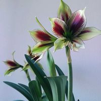 アマリリス,原種アマリリス・パピリオ,開花,球根植物,花のある暮らしの画像