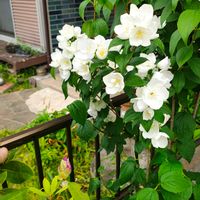バイカウツギ,ガーデニング,ボタニカルライフ,山野草,お庭の植物の画像