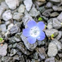 ネモフィラ,こぼれダネの画像