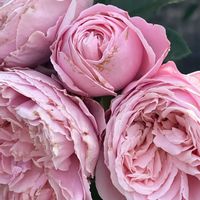 バラ,薔薇,今日も元気で,ばら バラ 薔薇,今日も笑顔で♡の画像
