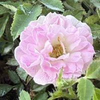 マーガレット,常緑アジサイ,バラ・ミニバラ,キュンキュン乙女倶楽部,金曜キラキラの画像