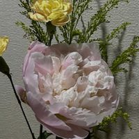 シャクヤク,ソリダコ．の画像