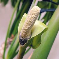 サンスベリア,セローム,ザミオクルカス,ザミオの花,ザミオの花の画像
