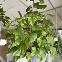 さつまいも,サツマイモ,観葉植物,キキ　サツマイモ,観葉野菜の画像