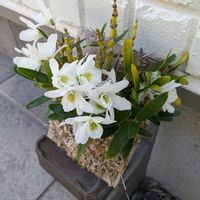 デンドロビウムの画像