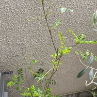 シマトネリコの画像