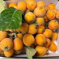 ビワ,ビワのコンポート,貰い物,緑のある暮らし,自然大好きの画像