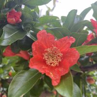 ザクロ,お花は癒し,花が好き❤,☆携帯撮影☆の画像