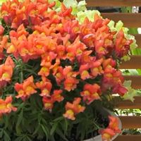 キンギョソウ,ズッキーニ,紫玉ねぎ,ナツグミ,ジャンボピーマンの画像