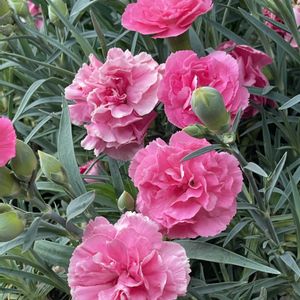 カーネーション,お花は癒し,花が好き❤,☆携帯撮影☆の画像