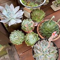 エケベリア,多肉植物,ナチュラルガーデン,おはようございます,緑のある暮らしの画像