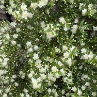 ギンバイカ,樹木の花の画像