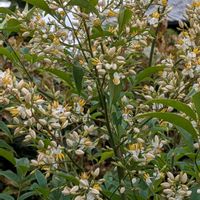 アスター,南天の花,南天の花,サフィニアアート・ももいろハート,サフィニアアート・ももいろハートの画像