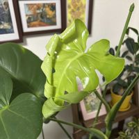 モンステラ,観葉植物,新芽,紫陽花 アジサイ あじさいの画像