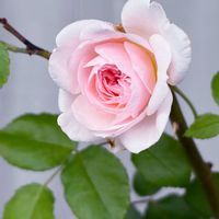 薔薇♪,花のある暮らし,6月,バラを楽しむ,ばら バラ 薔薇の画像