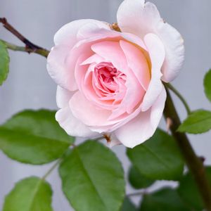 薔薇♪,花のある暮らし,6月,バラを楽しむ,ばら バラ 薔薇の画像