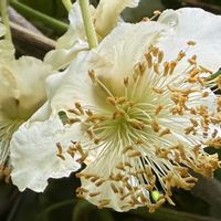 キウイ,のんびり過ごそう,木の花,果樹の花,今日も笑顔で♡の画像