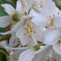 ウツギ,ウツギ,白が好き,アジサイ科,ウツギ属の画像