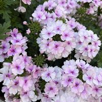 バーベナ,バーベナコルト,バーベナコルト　ライトピンクアイ,ピンクの花,桜みたいなお花の画像