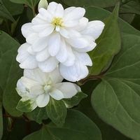 八重咲きドクダミ,プランター栽培,小さな庭の画像