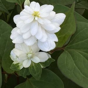 八重咲きドクダミ,プランター栽培,小さな庭の画像