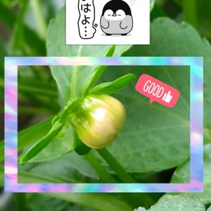 ダリア,プランター栽培,ダリアの栽培,金曜日の蕾たち,種蒔きからの栽培の画像