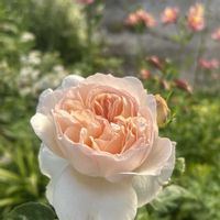 バラ,プリンセスヴェール,咲いた！,ナチュラルスタイル,ナチュラルな庭づくりの画像