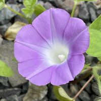 アサガオ,癒し,花のある暮らし,庭の画像