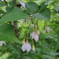 エゴノキ,山野草,花のある暮らし,可愛いお花,自生の花の画像