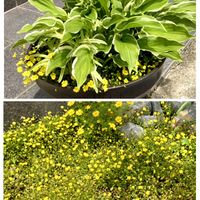 ギボウシ,メカルドニア,おでかけ先の画像