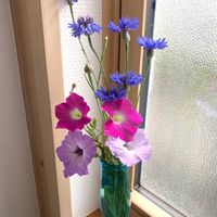 ペチュニア,ヤグルマギク,初夏,庭の画像