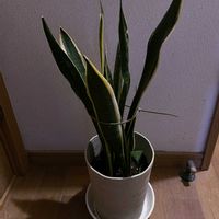 サンスベリア,観葉植物,iPhone撮影,階段/廊下の画像