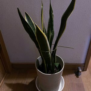 サンスベリア,観葉植物,iPhone撮影,階段/廊下の画像