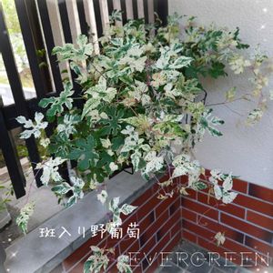 斑入りノブドウ,野葡萄,斑入りイタドリ,イタドリ（虎杖）,プランター植えの画像