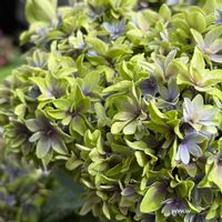 紫陽花　月虹,紫陽花　月虹,癒される,アジサイ　紫陽花,no green no lifeの画像
