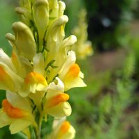 リナリア,リナリア,庭パト,今日のお花の画像