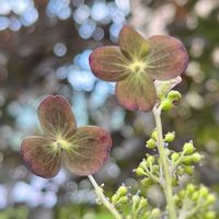 山紫陽花,ヤマアジサイ 伊予の薄墨,ヤマアジサイ 伊予の薄墨,ヤマアジサイ✴︎,ガーデニングの画像