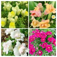 キンギョソウ,金魚草,きんぎょそう,✨今日のお花✨,花壇の画像
