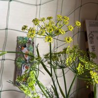 フェンネルの画像