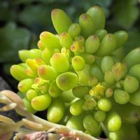 ナデシコ,多肉植物,小さな庭の画像