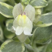 ポピー,八重咲きカリブラコア,ムーンライト・オブ・トリニティ,植物のある暮らし,お花を楽しむの画像