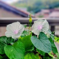 アサガオ,アジサイ,パンジ－,花のある暮らし,GSの繋がりに感謝♡の画像