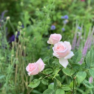 バラ,薔薇メルヘンケニギン,鉢植え,ガーデニング,ナチュラルガーデンの画像