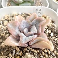 クリスペート　ビューティー,多肉植物,多肉棚,庭の画像